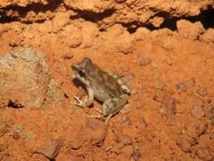 Leptodactylus intermedius