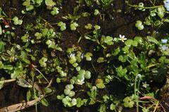 Ranunculus omiophyllus