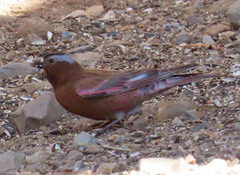 Leucosticte tephrocotis dawsoni
