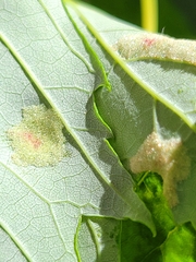 Eriophyes aceris