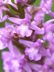 Gymnadenia densiflora