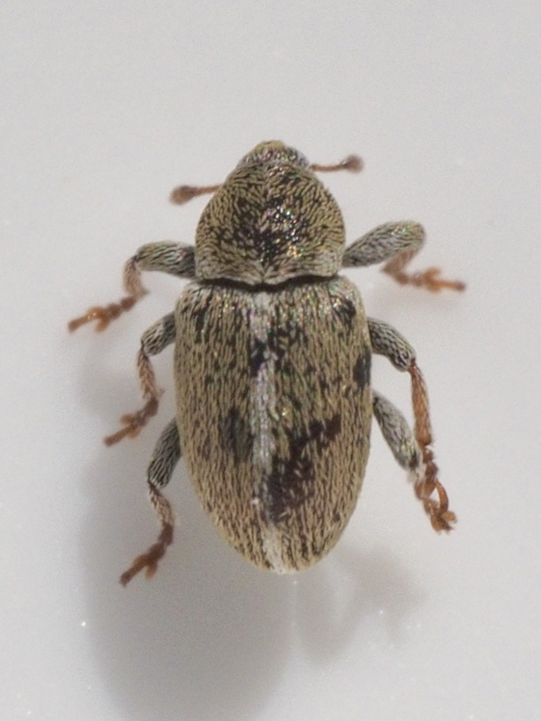 Sweet Clover Weevil