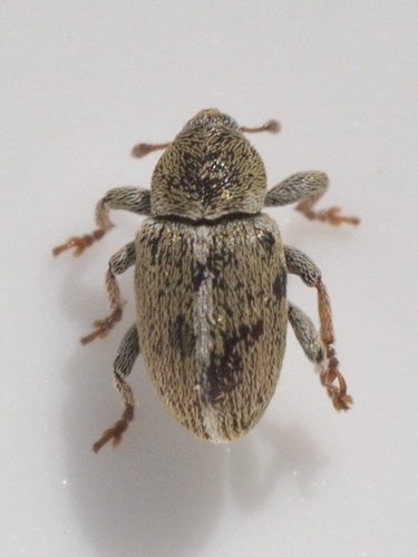 Sweet Clover Weevil