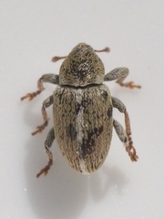Tychius meliloti