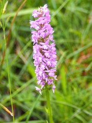 Gymnadenia densiflora
