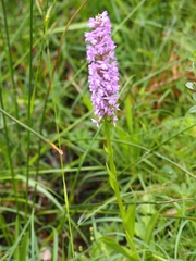Gymnadenia densiflora