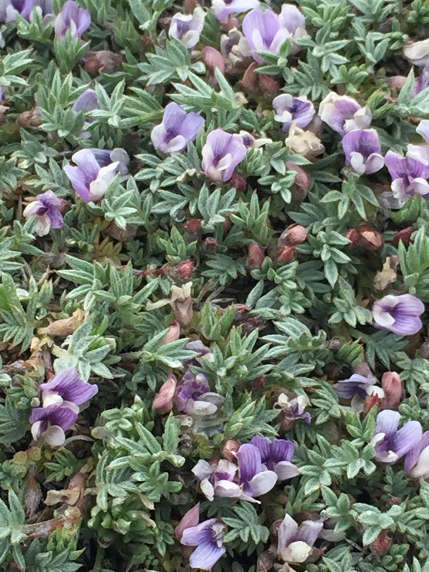 Astragalus kentrophyta var. tegetarius