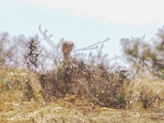 Chlamydotis undulata