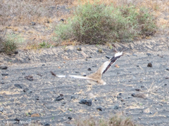 Chlamydotis undulata