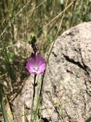 Sidalcea neomexicana