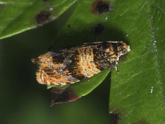 Celypha aurofasciana