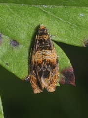 Celypha aurofasciana