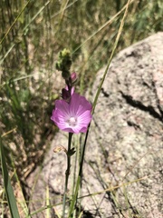 Sidalcea neomexicana