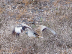 Chlamydotis undulata