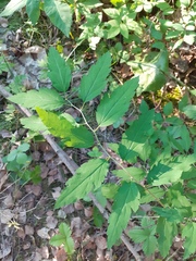 Spiraea chamaedryfolia
