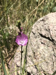 Sidalcea neomexicana