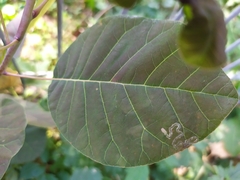 Simplimorpha promissa