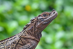 Hydrosaurus pustulatus