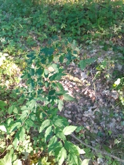 Spiraea chamaedryfolia