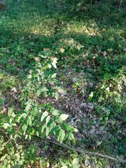 Spiraea chamaedryfolia
