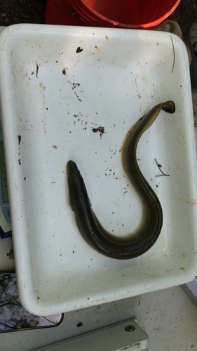 Freshwater Eel