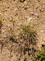 Monardella australis