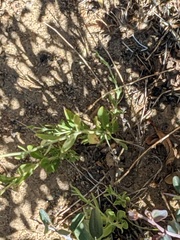 Monardella australis