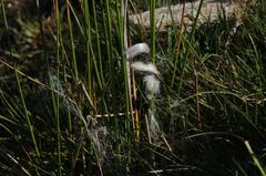 Eriophorum vaginatum