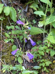 Penstemon subserratus