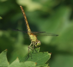 Sympetrum meridionale