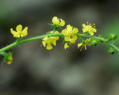 Agrimonia bracteata