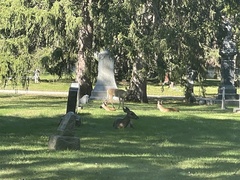 Odocoileus virginianus