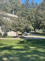 Odocoileus virginianus