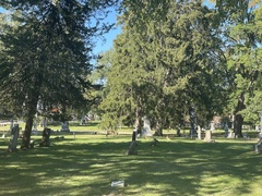 Odocoileus virginianus