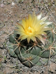 Coryphantha pycnacantha