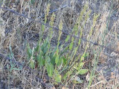Rumex papillaris