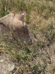 Sidalcea neomexicana