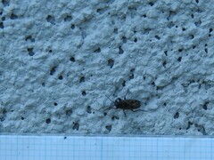 Sphragisticus nebulosus