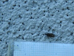 Sphragisticus nebulosus