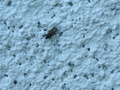 Sphragisticus nebulosus