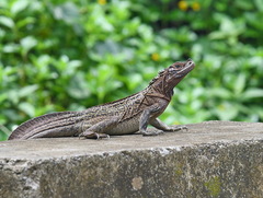 Hydrosaurus pustulatus