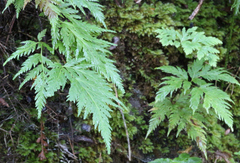 Loxsoma cunninghamii