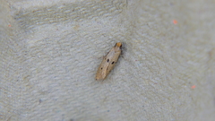 Tinea trinotella