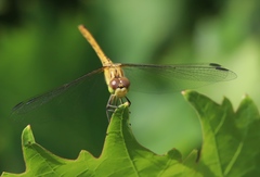 Sympetrum meridionale