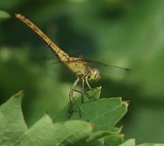 Sympetrum meridionale