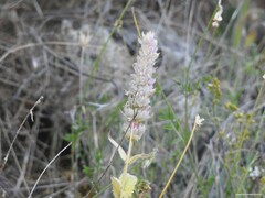 Nepeta tuberosa