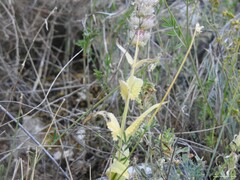 Nepeta tuberosa