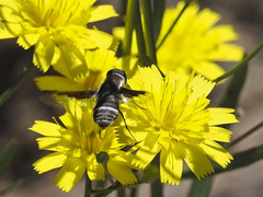 Exhyalanthrax simonae