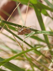 Beameria ansercollis