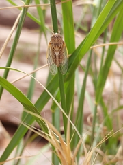 Beameria ansercollis
